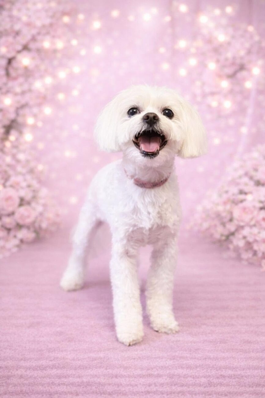 Bichon po stylizacji