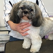 Shih Tzu po pielęgnacji