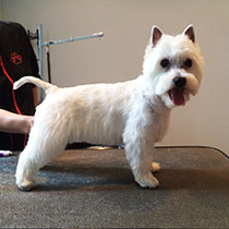 West Highland White Terrier po pielęgnacji