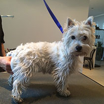 West Highland White Terrier przed pielęgnacją